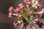 Clasping milkweed